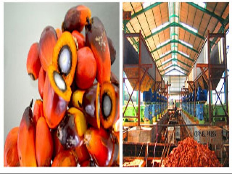PLATEAU: OPGAN to install Palm oil processing machines in Bokkos, Namu, and Ajikamai