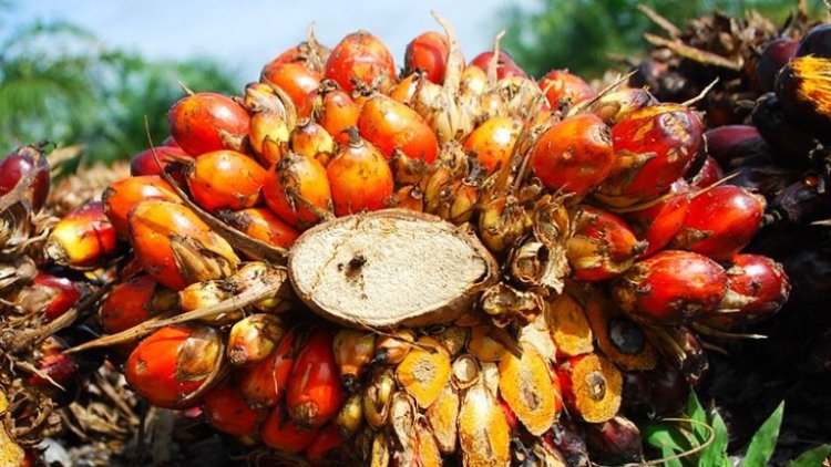 PLATEAU: OPGAN to install Palm oil processing machines in Bokkos, Namu, and Ajikamai